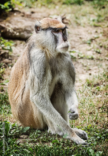 Patas monkey portrait (Erythrocebus patas), beauty in nature photo