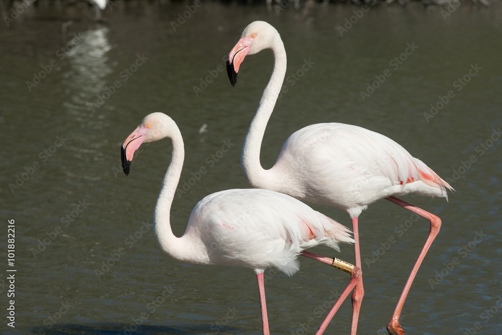 Obraz premium Flamant rose