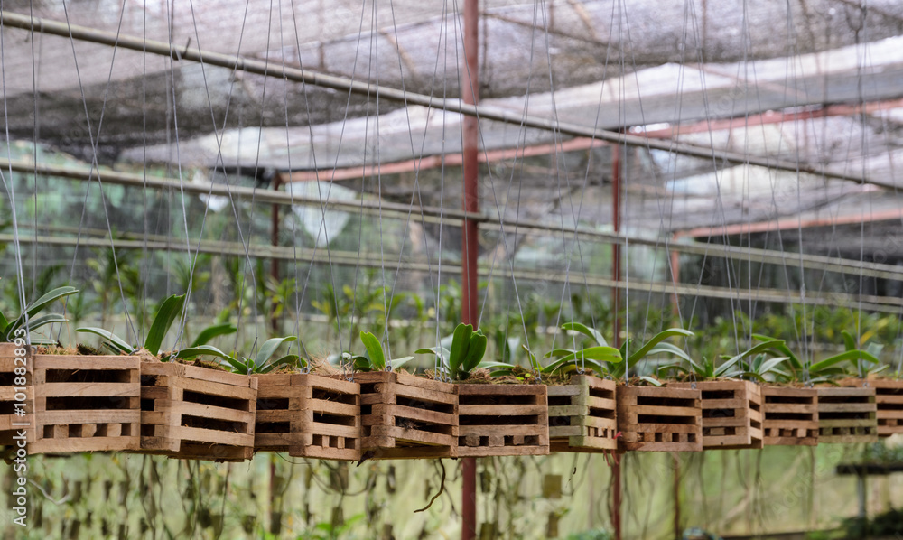 Orchid plants in a nursery