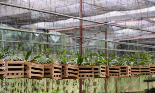 Orchid plants in a nursery