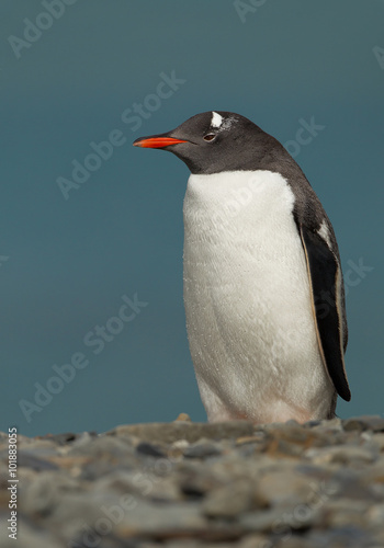 Gentoo penguin standing on the beach with clean blue background, South Georgia Island, Antarctica