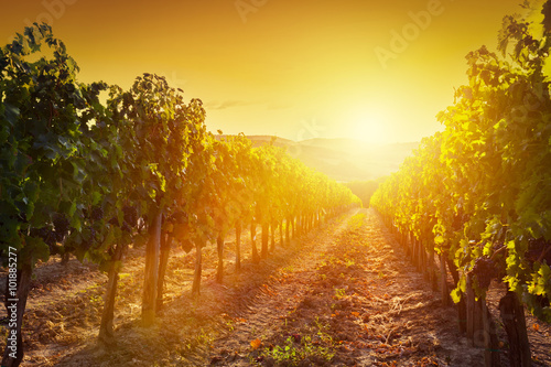 Fototapeta Naklejka Na Ścianę i Meble -  Vineyard landscape in Tuscany, Italy. Wine farm at sunset