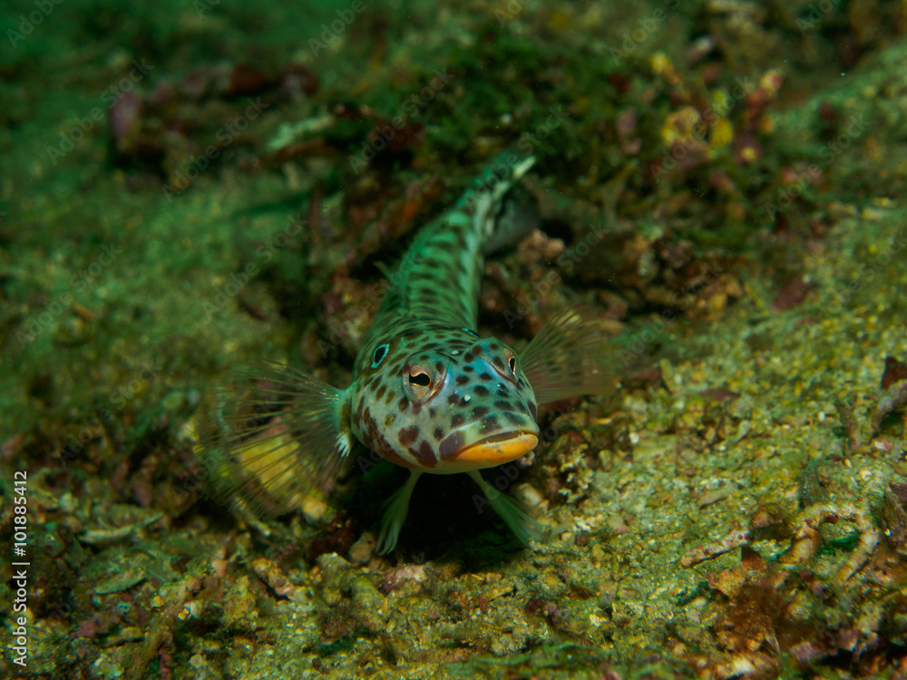 Goby fish Goby fish