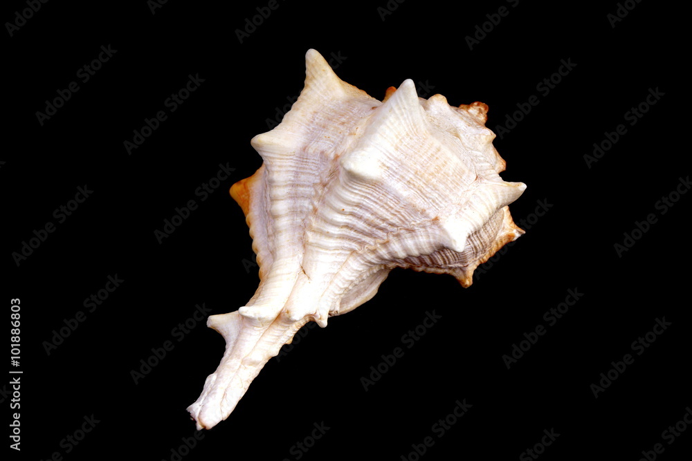 Studio shot of a Mediterranean sea shell Studio shot of a Mediterranean sea shell