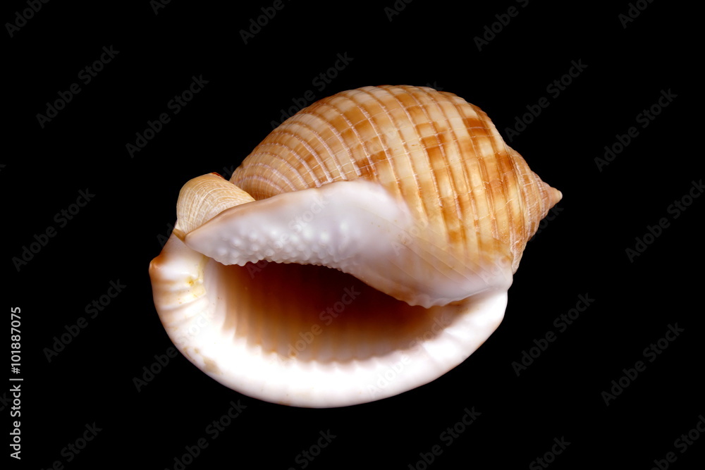 Studio shot of a Mediterranean sea shell Studio shot of a Mediterranean sea shell