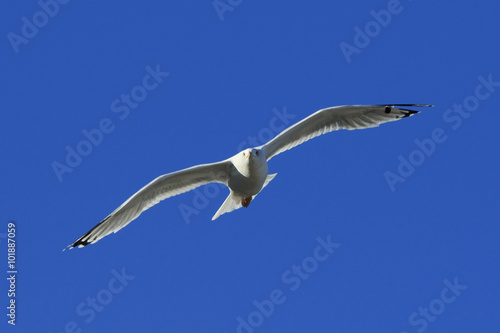 herring Gull flies