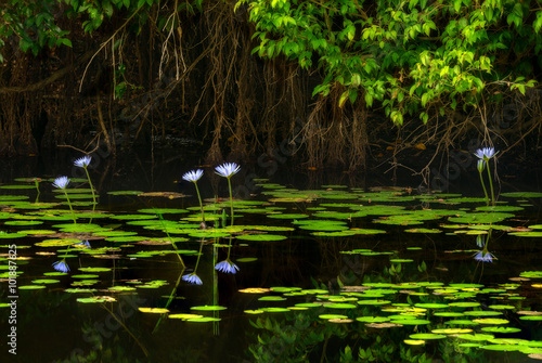 Lillies in the pond photo