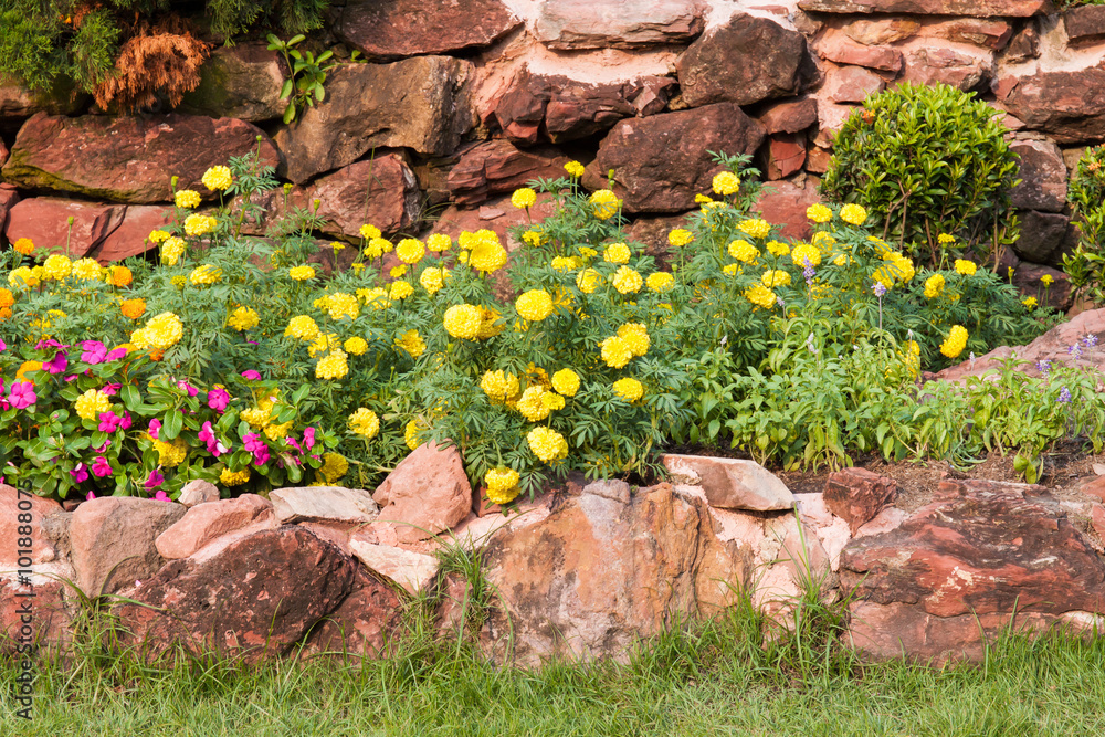 Fotografie Marigold flower in rock garden