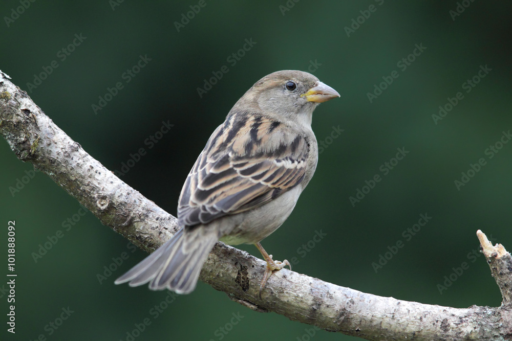 Fotografie Hausssperling (Passer domesticus)