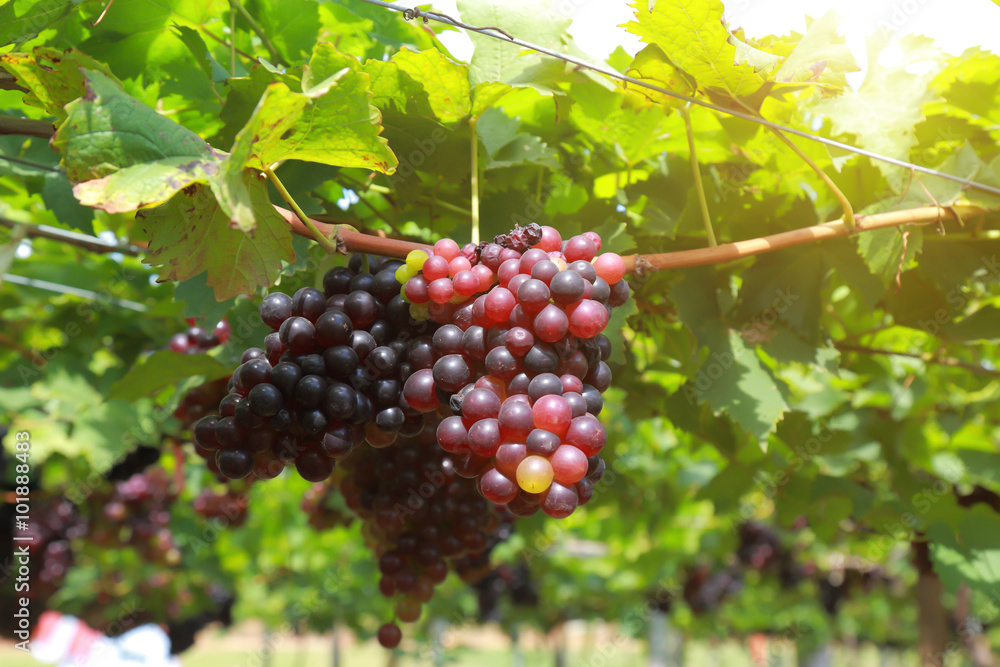 grapes in vineyard on a sunny day grapes in vineyard on a sunny day