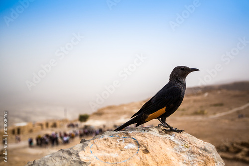 Tristram's Starling in Masada, Israel