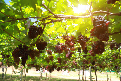 Obraz na plátně grapes in vineyard on a sunny day