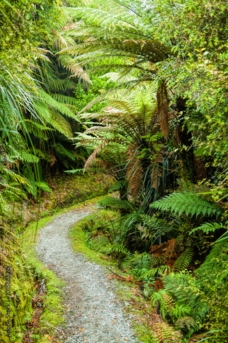 Pathway through dense temperate rainforest with fern trees in New Zealand