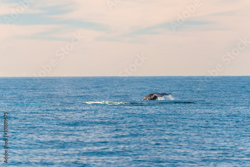 Humpback Whale © superjoseph