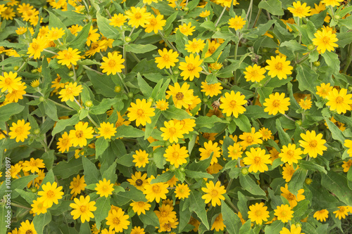 Nature background. Yellow flower field.