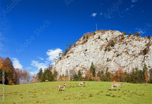 Wildgehege vor dem kleinen Barmstein photo