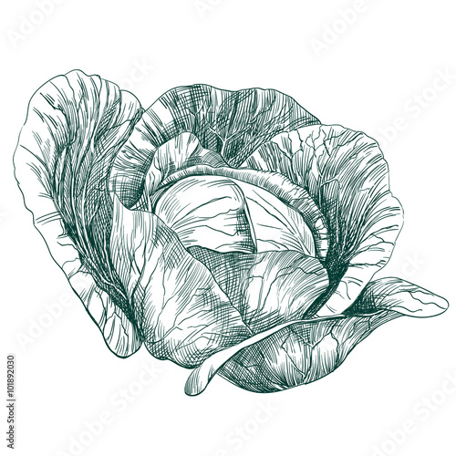 cabbage vegetable hand drawn vector llustration realistic sketch