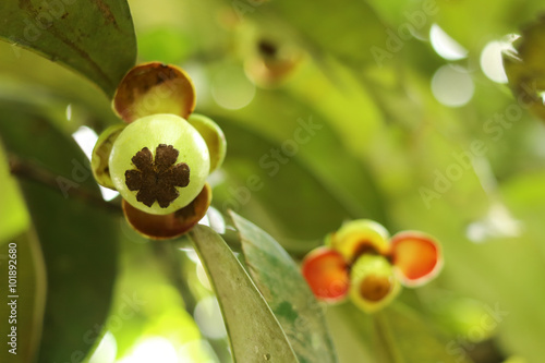 Unripe and green fruit mangosteen on a branch