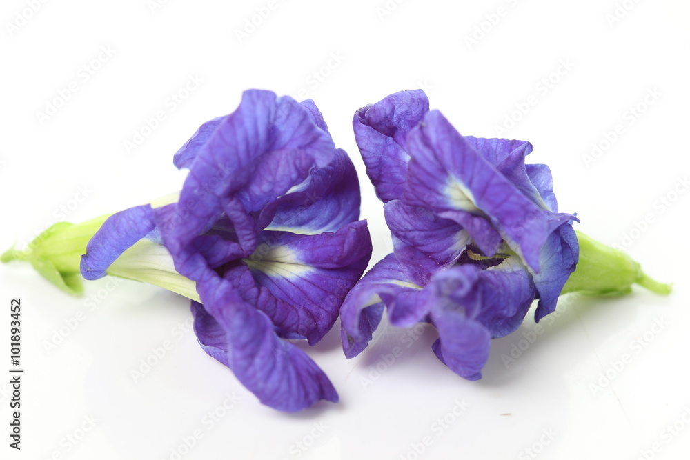 Naklejka premium Butterfly Pea flower on white background