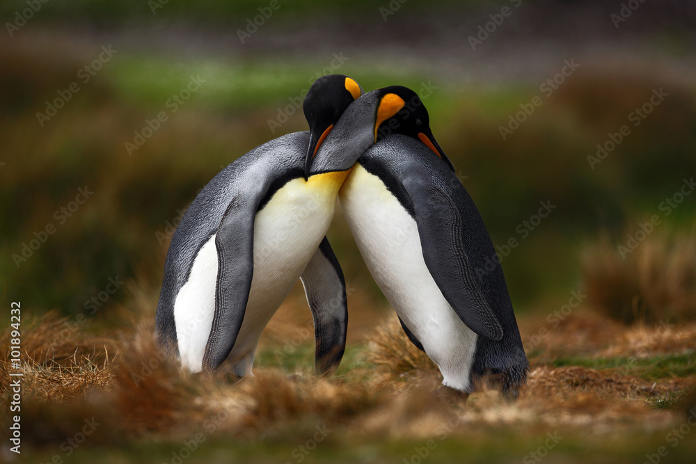 Obraz premium King penguin couple cuddling in wild nature with green background