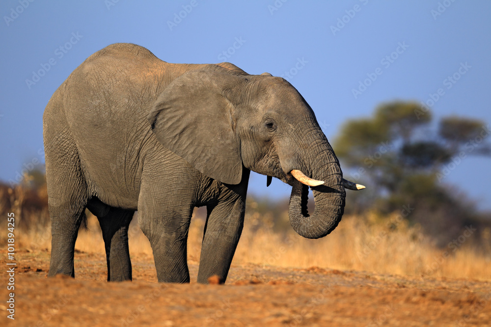 Big African Elephant, on the gravel road, with blue sky and green tree, animal in the nature habitat, Tanzania