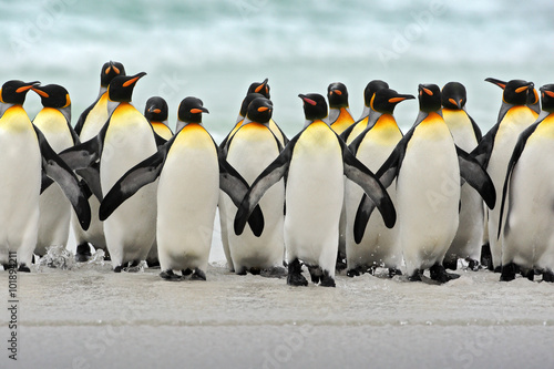 Group of king penguins coming back together from sea to beach with wave a blue sky  Volunteer Point  Falkland Islands