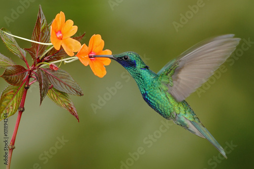Green and blue hummingbird Sparkling Violetear flying next to beautiful yelow flower