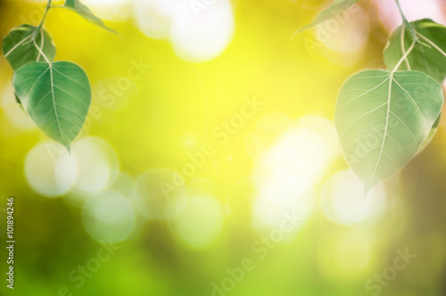 bodhi leave in the garden.