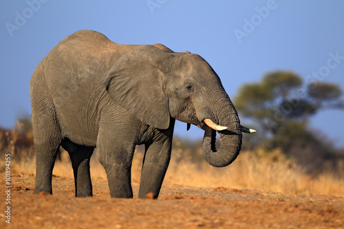 Big African Elephant  on the gravel road  with blue sky and green tree  animal in the nature habitat  Tanzania