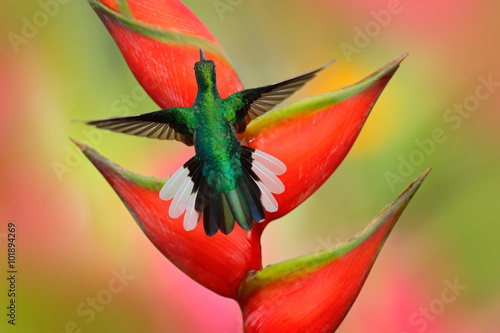 Hummingbird White-tailed Sabrewing flying next to beautiful Strelitzia red flower photo