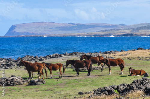 Wild horses on the coast in Easter Island, Chile