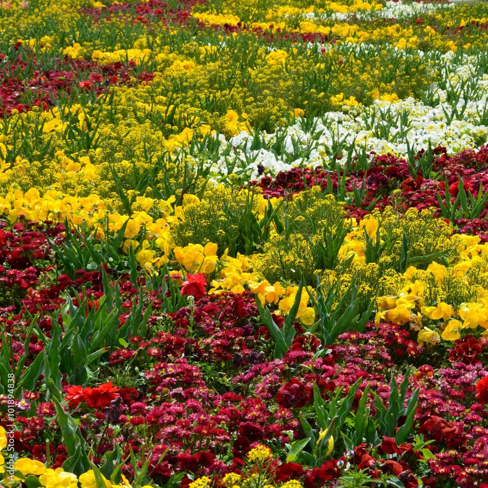 Blütenmeer im Frühling farbenfroh