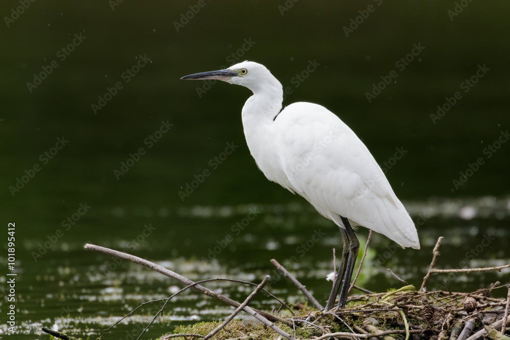 Little Egret (Egretta garzetta) Little Egret (Egretta garzetta)