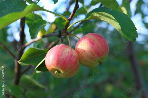 Red apples in a garden