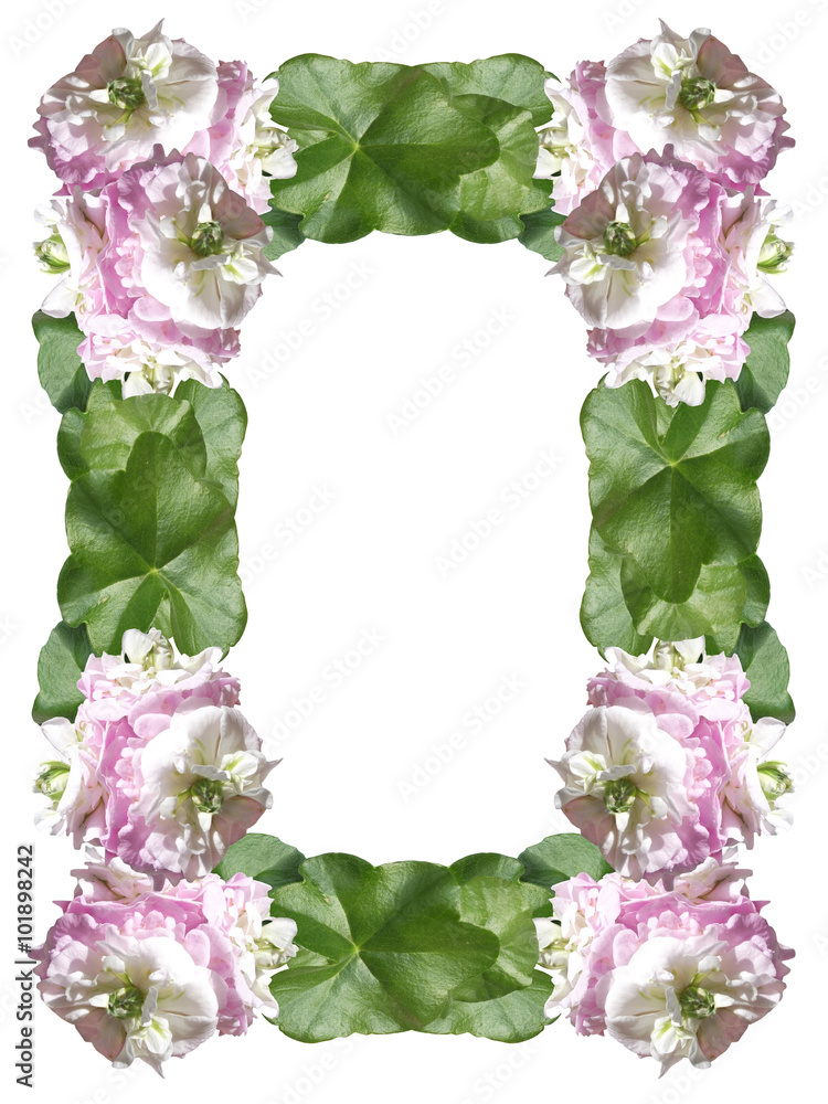 Fototapeta premium Pelargonium flower. Isolated