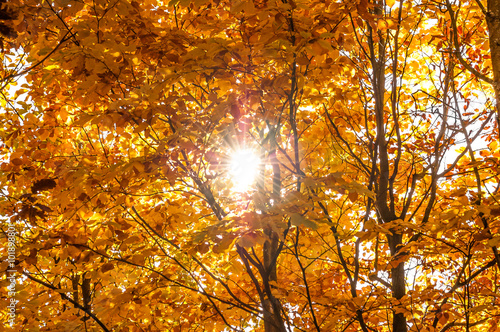 Beautiful autumn trees. Sunny autumn day. © alicja neumiler
