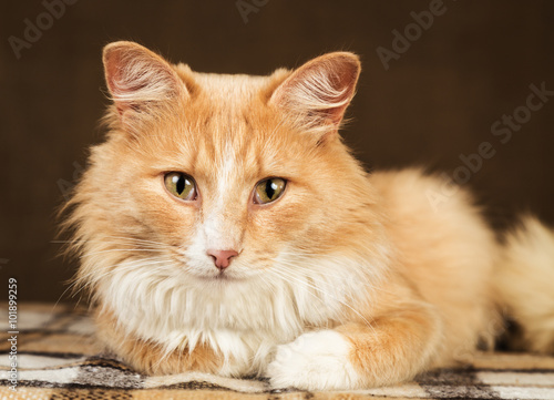 golden red fluffy cat looking at the camera on home environment background