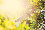 Palm tree  in sun light with unfocused leaves. Holiday background