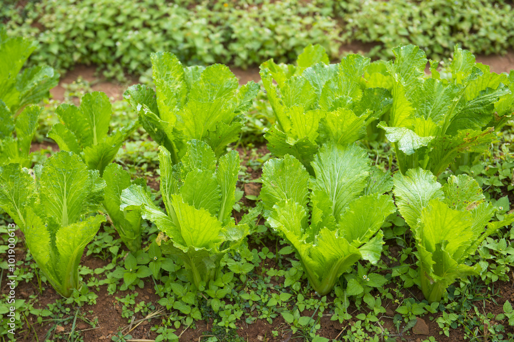 Fototapeta premium organic vegetable in the garden