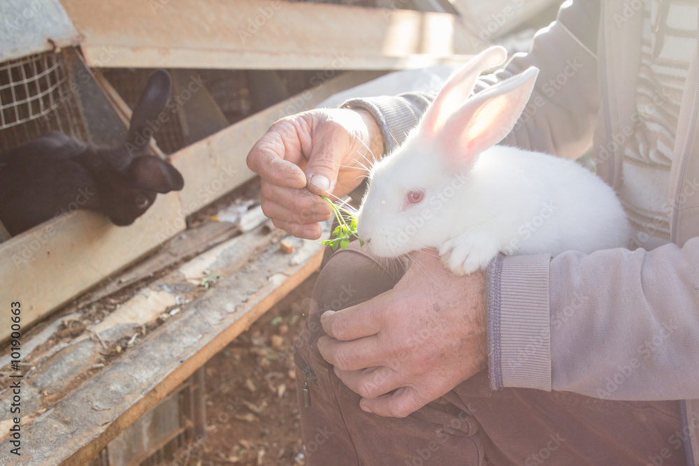 Obraz premium Man with rabbit