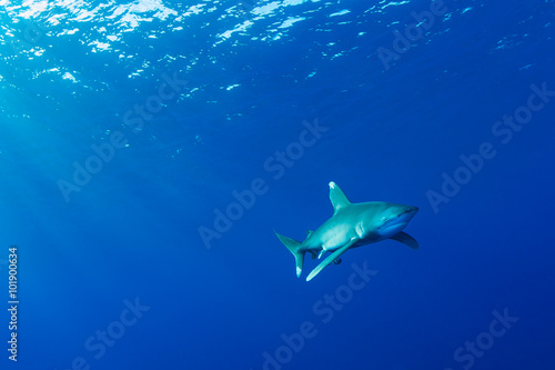 Oceanic whitetip shark, Red Sea, Egypt © b.neeser