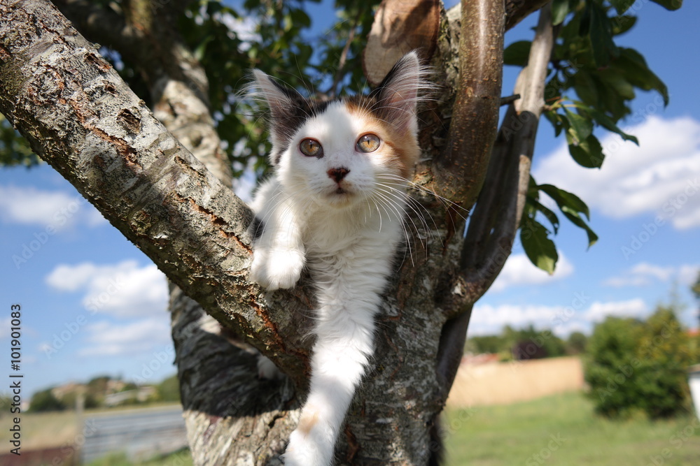 Fototapeta premium Chat dans un arbre