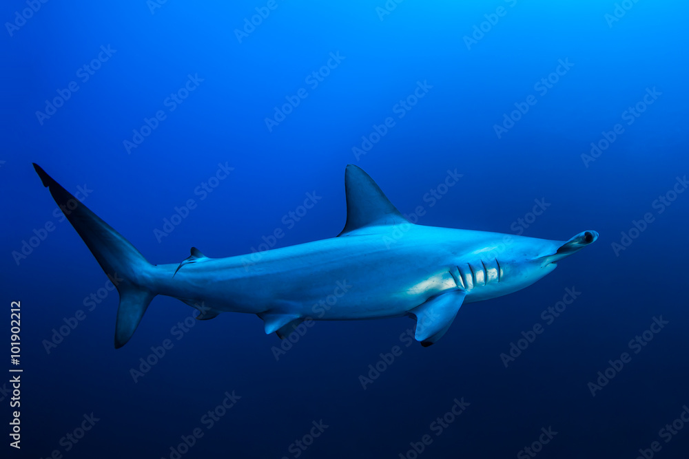 Scalloped hammerhead shark, Red Sea, Egypt Scalloped hammerhead shark, Red Sea, Egypt