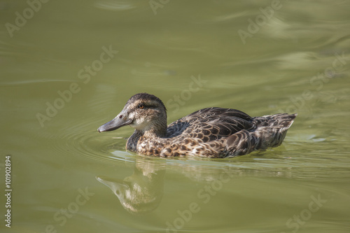 Mallard female swimming in the pond