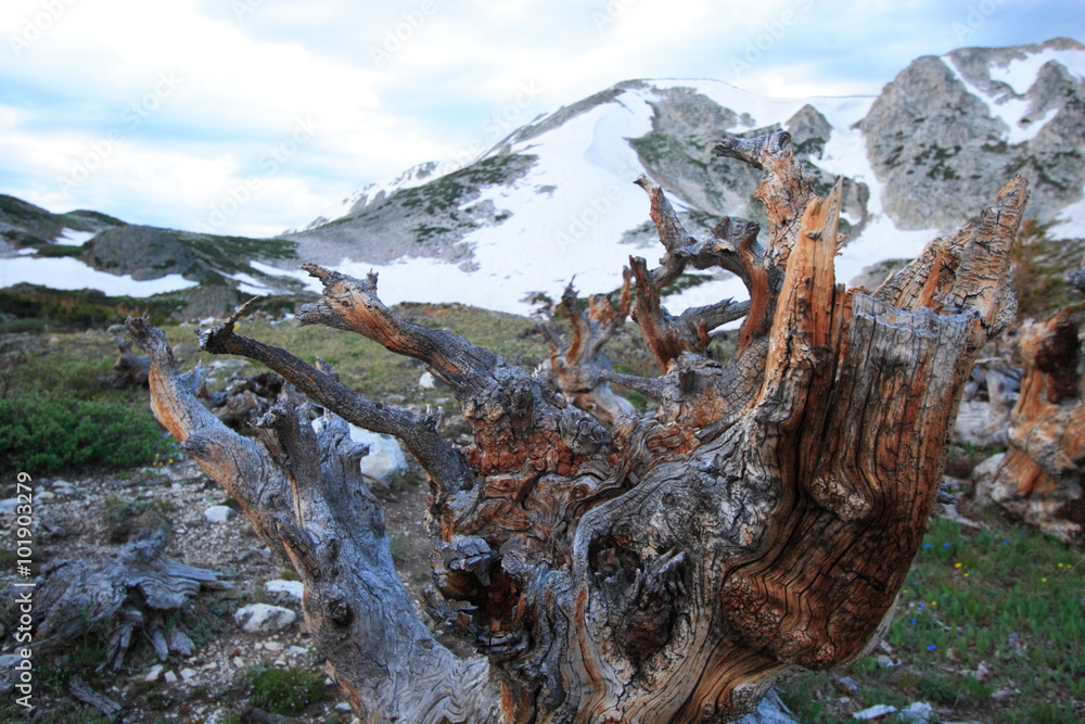 Fototapeta premium Pine trees