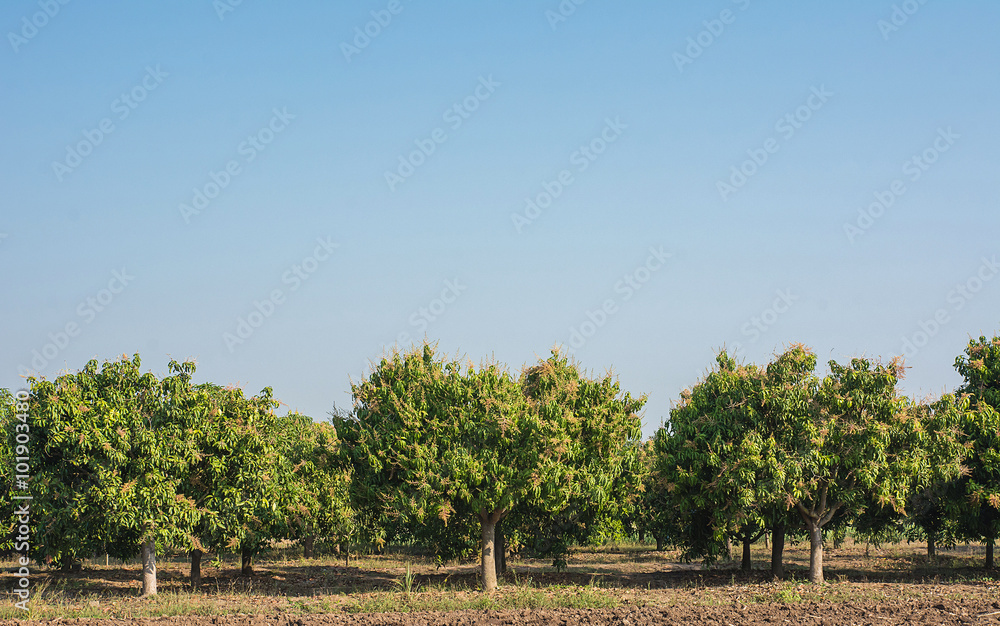 Mango field,mango farm  blue sky background.