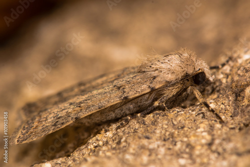 Pale mottled willow (Caradrina clavipalpis) moth. A moth in the family Noctuidae at rest, in profile
 photo