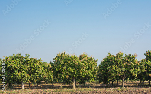 Mango field mango farm  blue sky background.