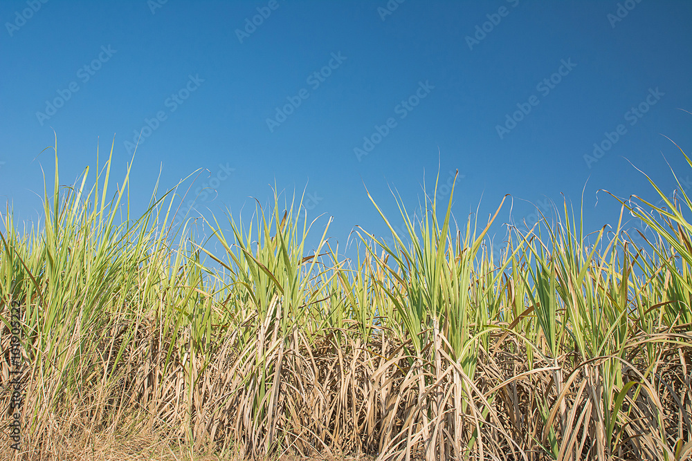 Sugar crane field,sugar crane farm with blue sky background Sugar crane field,sugar crane farm with blue sky background