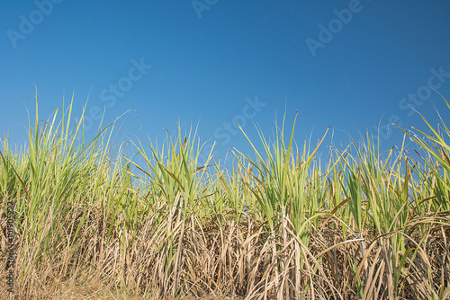 Sugar crane field,sugar crane farm with blue sky background
